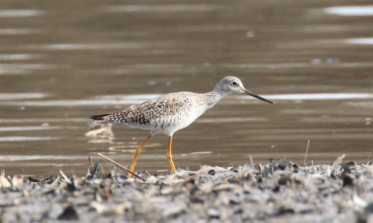 Greater Yellowlegs - Lillian Lugo