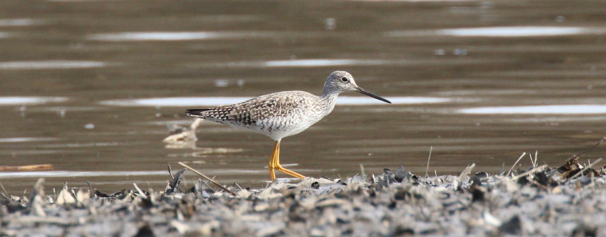 Greater Yellowlegs - ML319937631