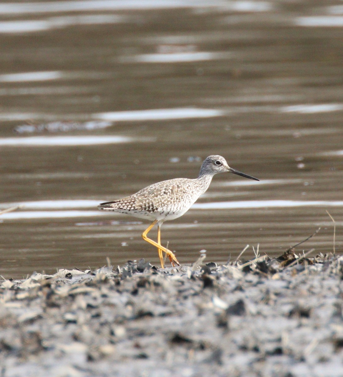 Greater Yellowlegs - Lillian Lugo