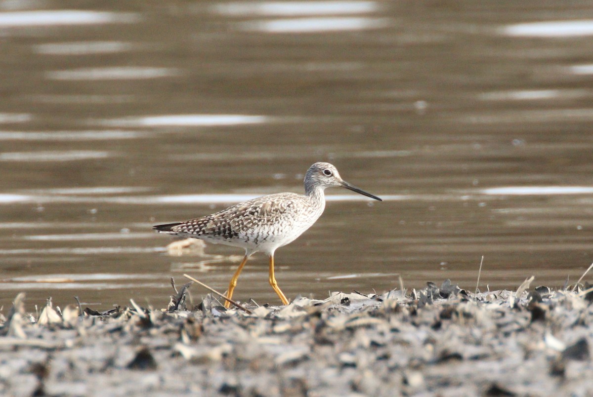 Greater Yellowlegs - ML319937661