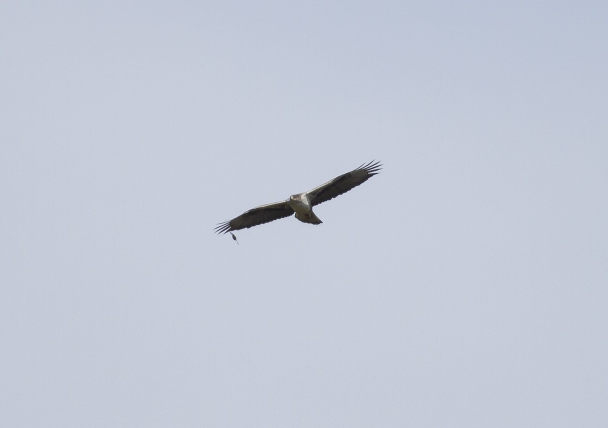 Águila Perdicera - ML319939531