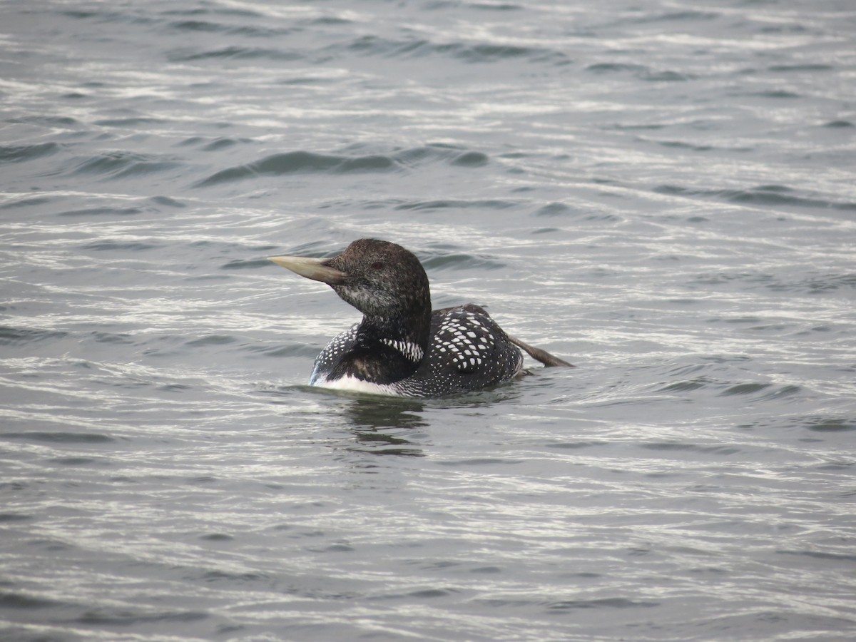 Yellow-billed Loon - Carl Engstrom