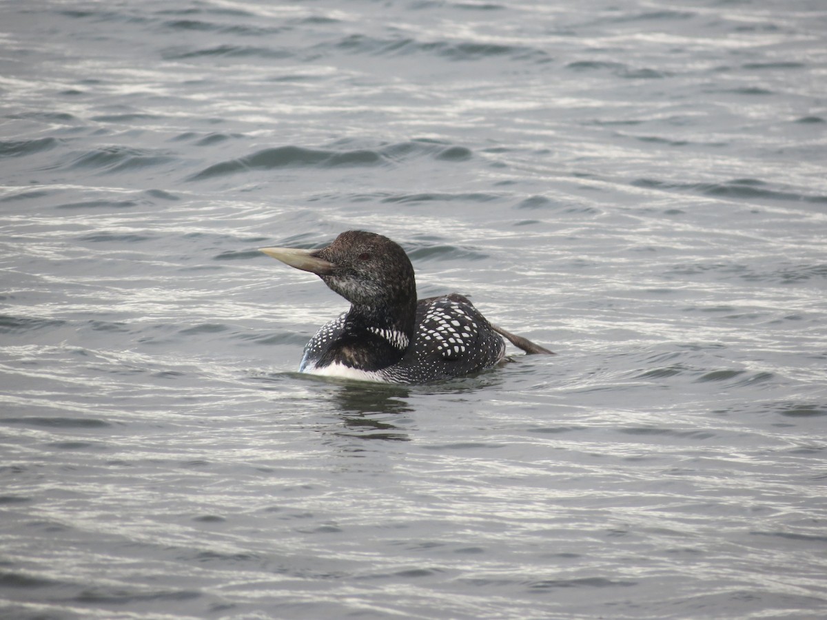 Yellow-billed Loon - ML31994011