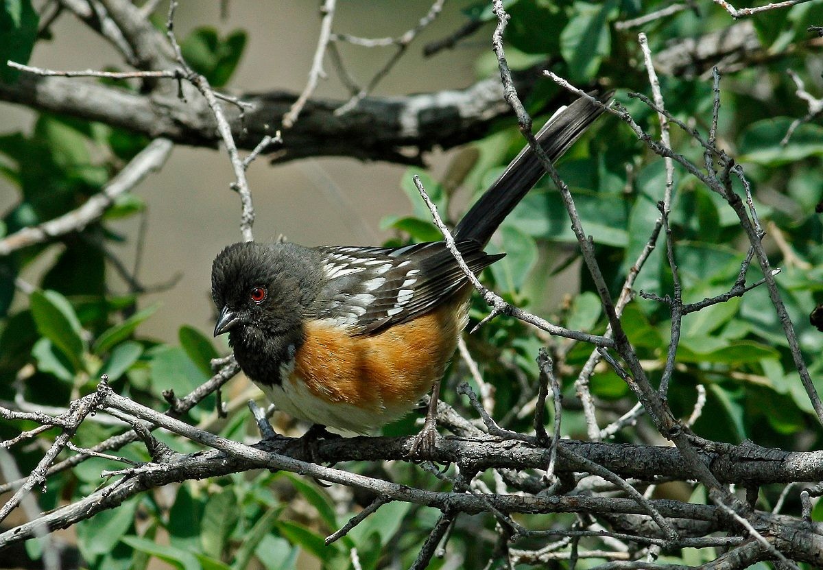 Spotted Towhee - ML319940161