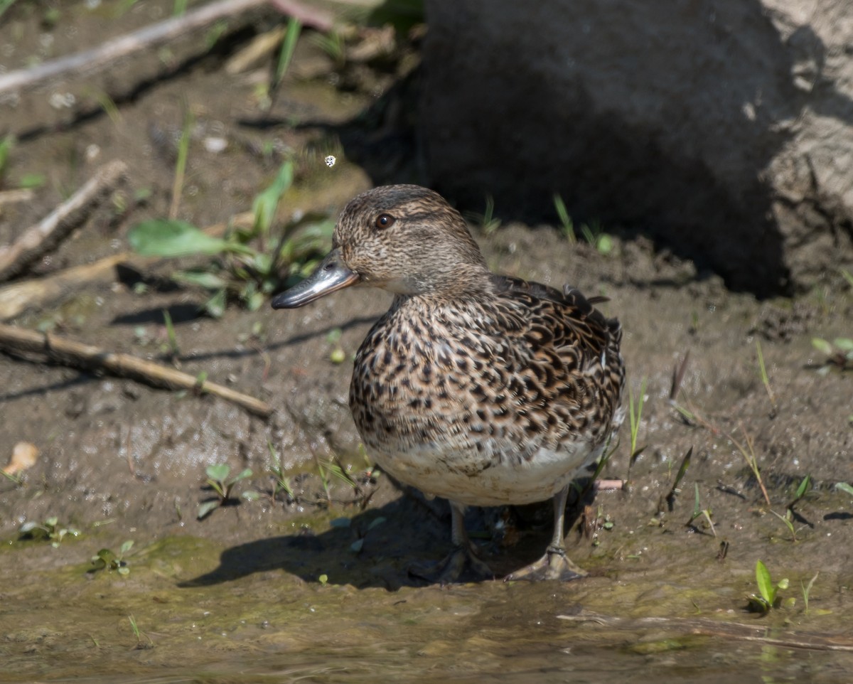 Green-winged Teal - Kai Pflug