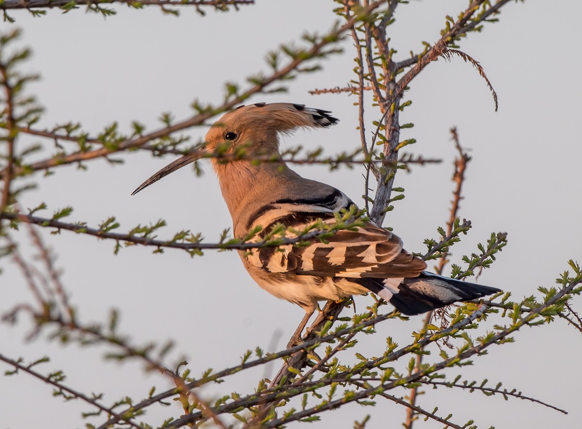 Eurasian Hoopoe - ML319940651