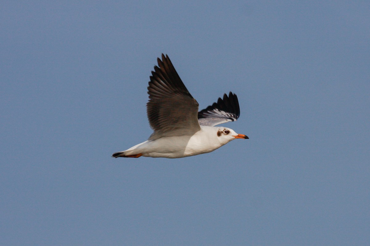 Brown-headed Gull - ML319941011