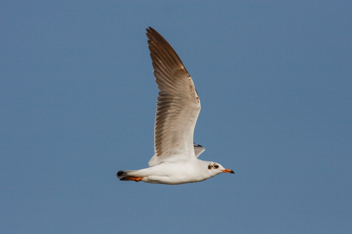 Brown-headed Gull - ML319941021