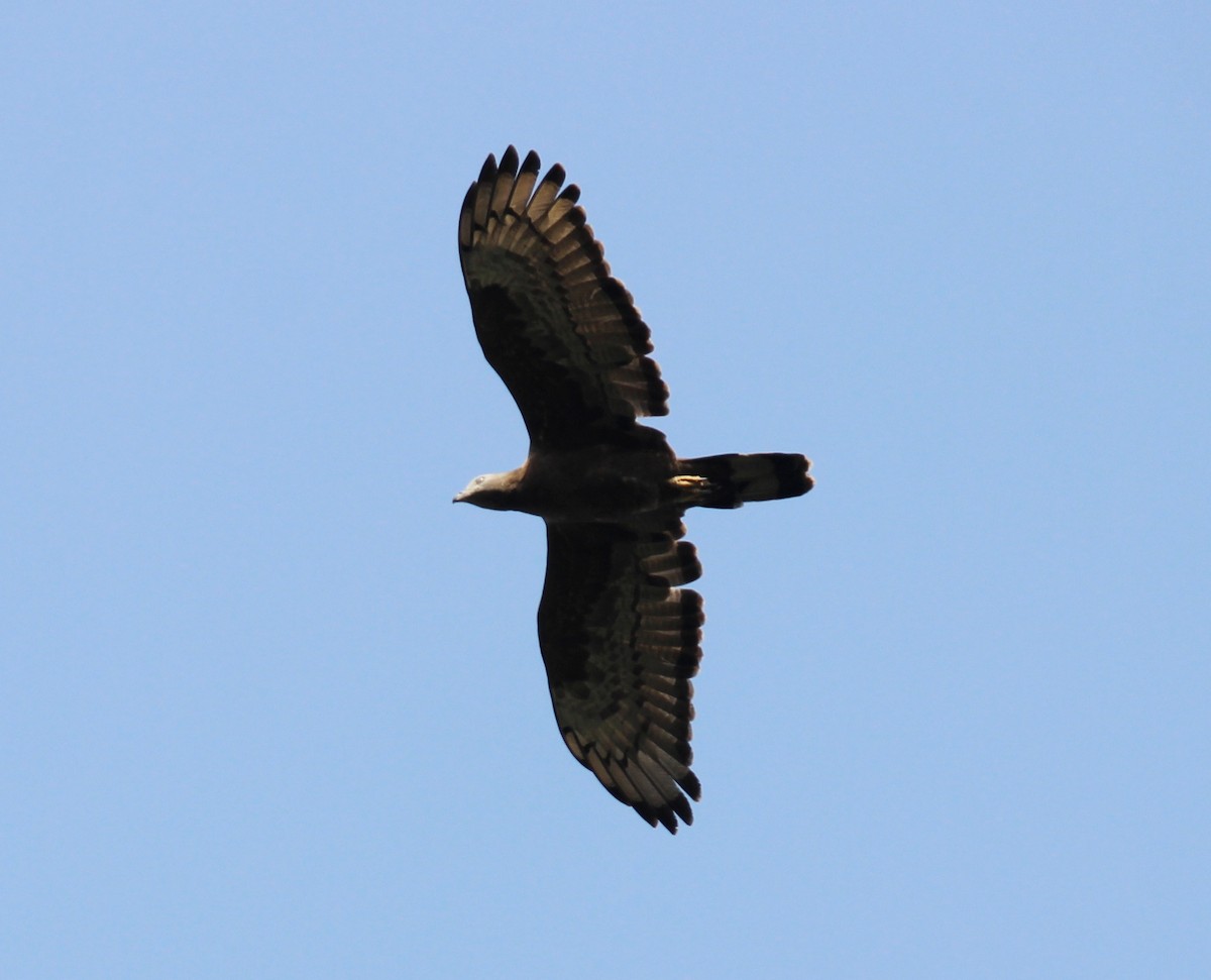 Oriental Honey-buzzard - ML319941301