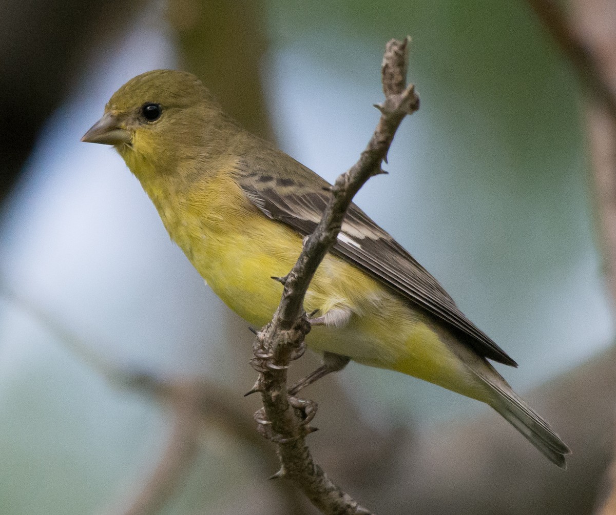 Lesser Goldfinch - ML31994141