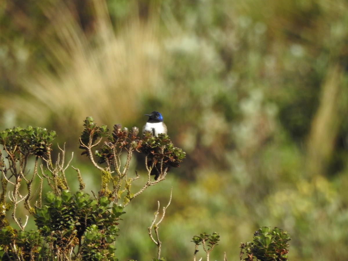 hvězdička chimborazská - ML319942981