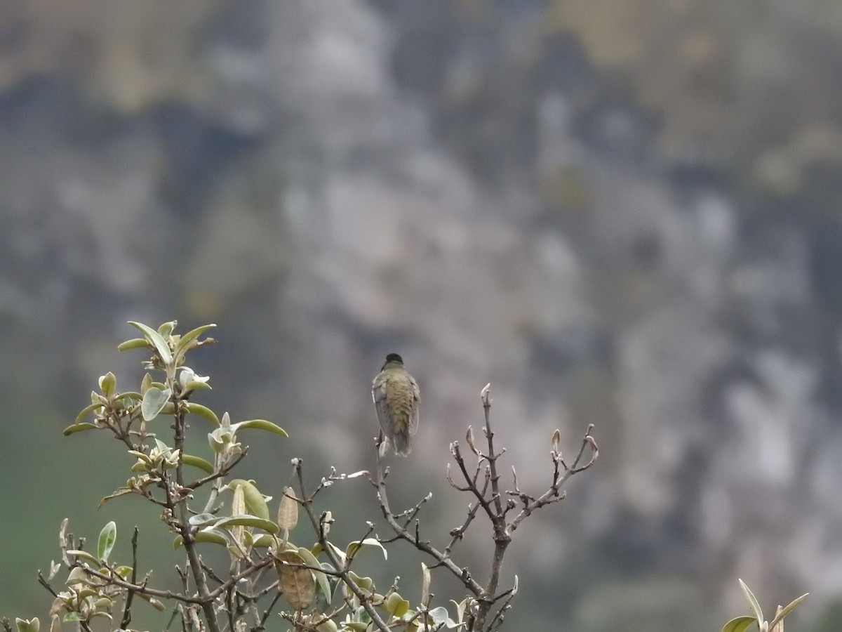 hvězdička chimborazská - ML319943011