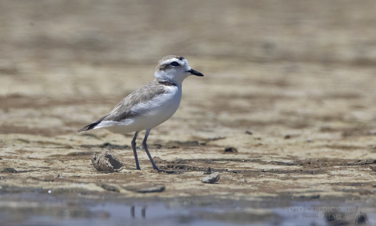 Snowy Plover - ML319943761