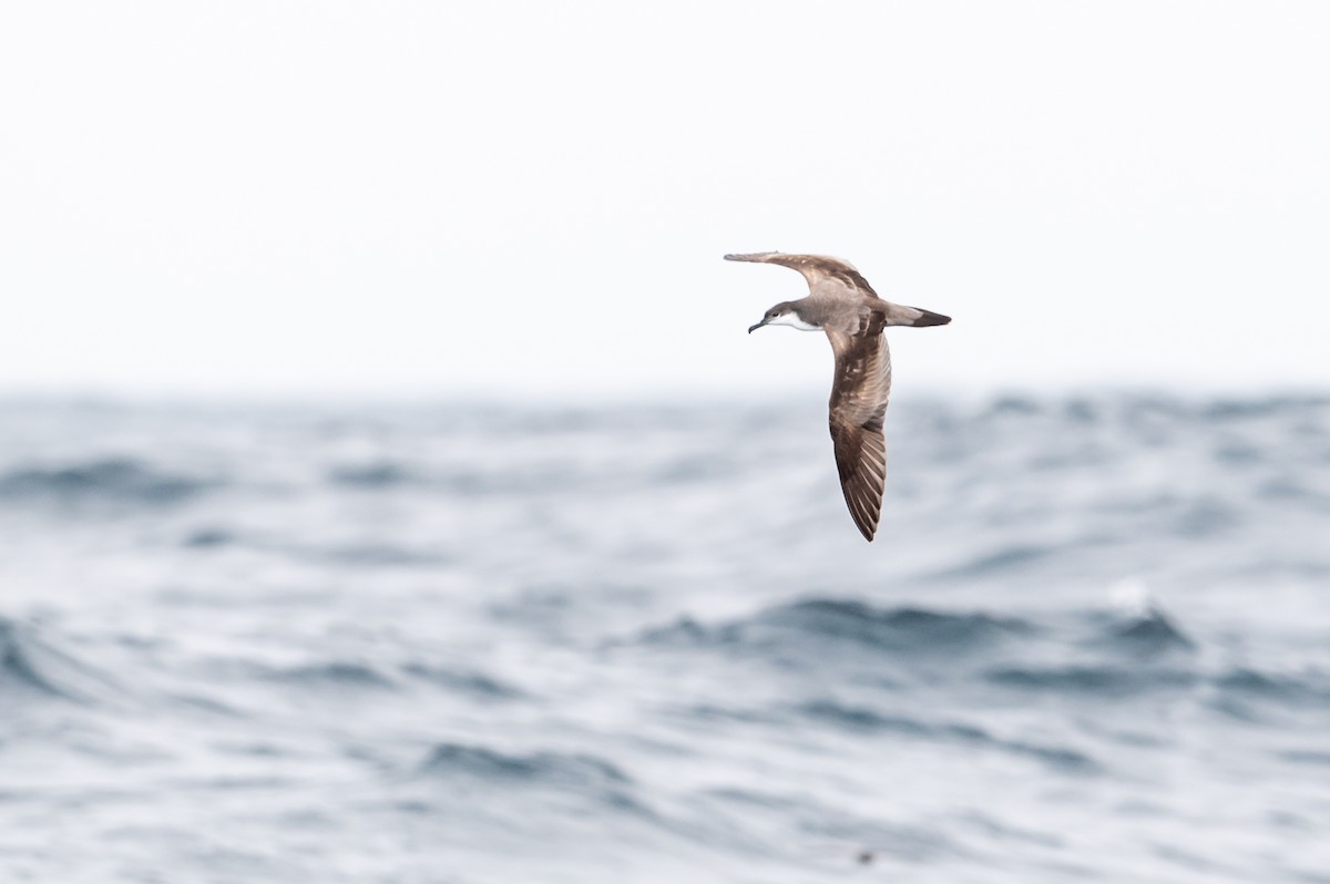 Buller's Shearwater - ML319945061