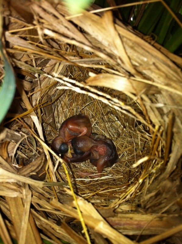 Tawny Grassbird - ML319945661