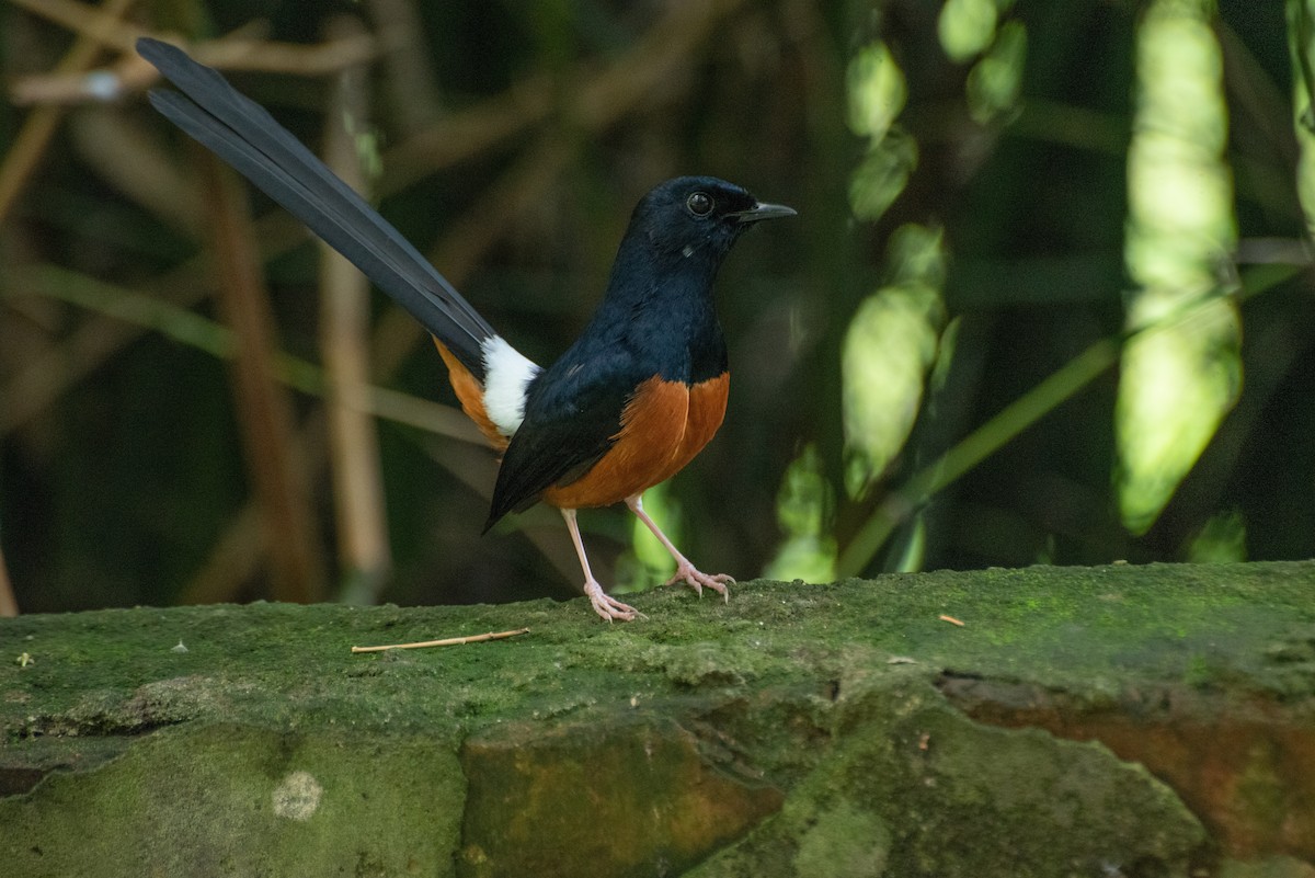 White-rumped Shama - Jing-Yi Lu