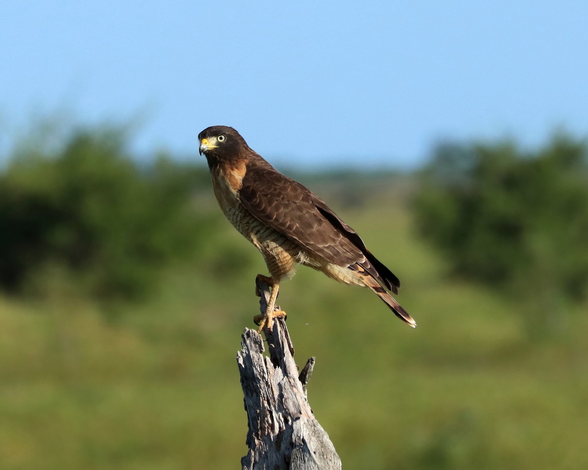 Roadside Hawk - ML319945731