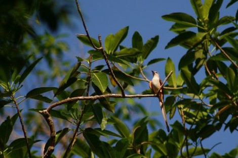 Scissor-tailed Flycatcher - Carlos Funes