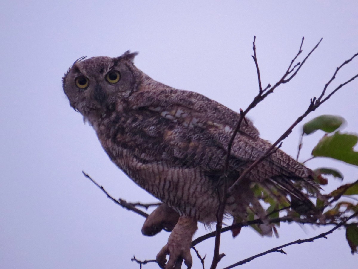 Great Horned Owl - ML31994651