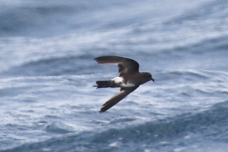 Elliot's Storm-Petrel - ML319946731