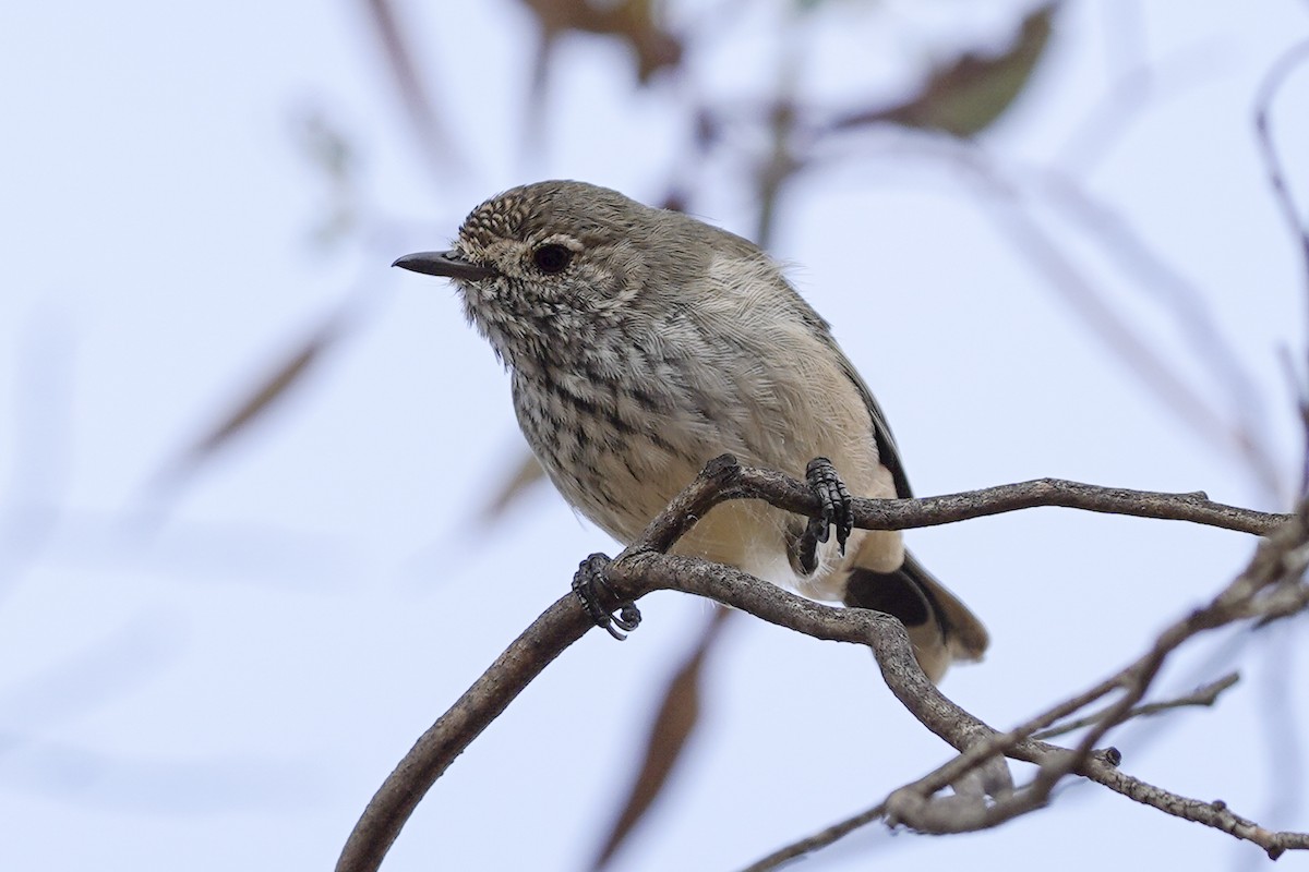 Inland Thornbill - Kévin LE PORT