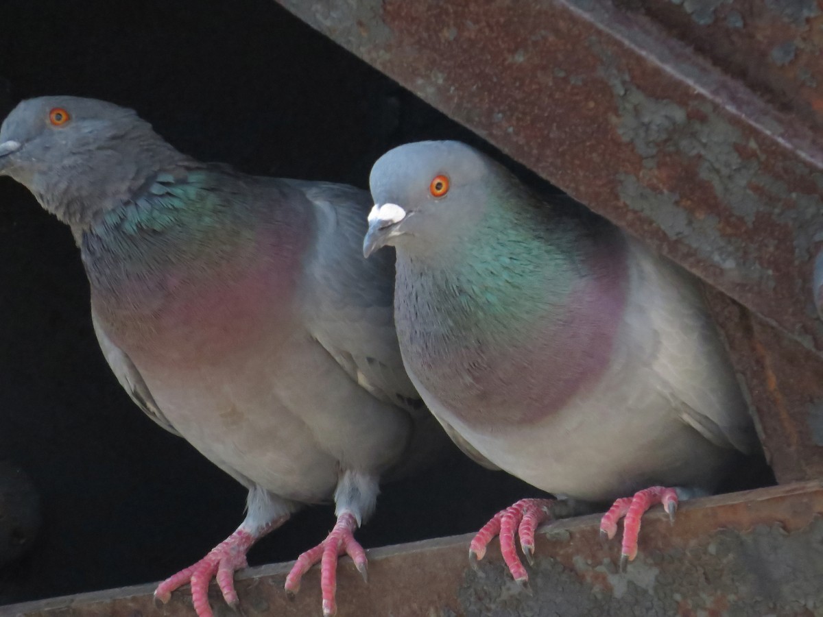 Rock Pigeon (Feral Pigeon) - ML31994721