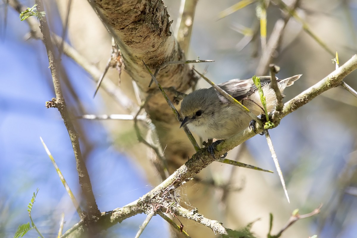 African Penduline-Tit (Buff-vented) - ML319947331