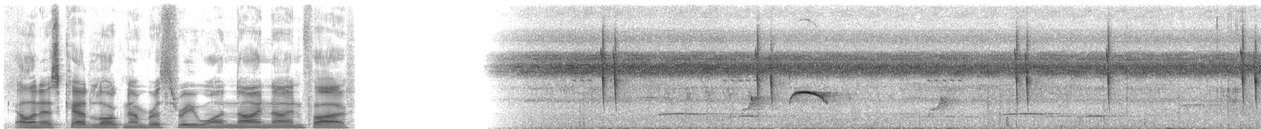 Braunscheitel-Ameisenvogel - ML31995