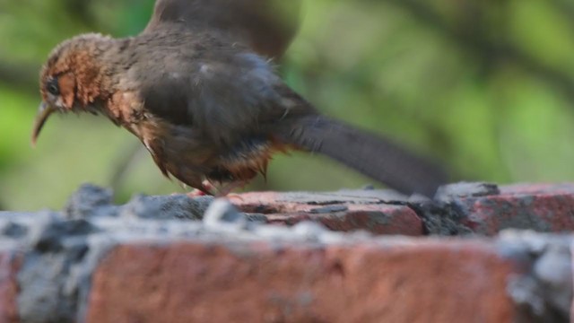 Rusty-cheeked Scimitar-Babbler - ML319951051