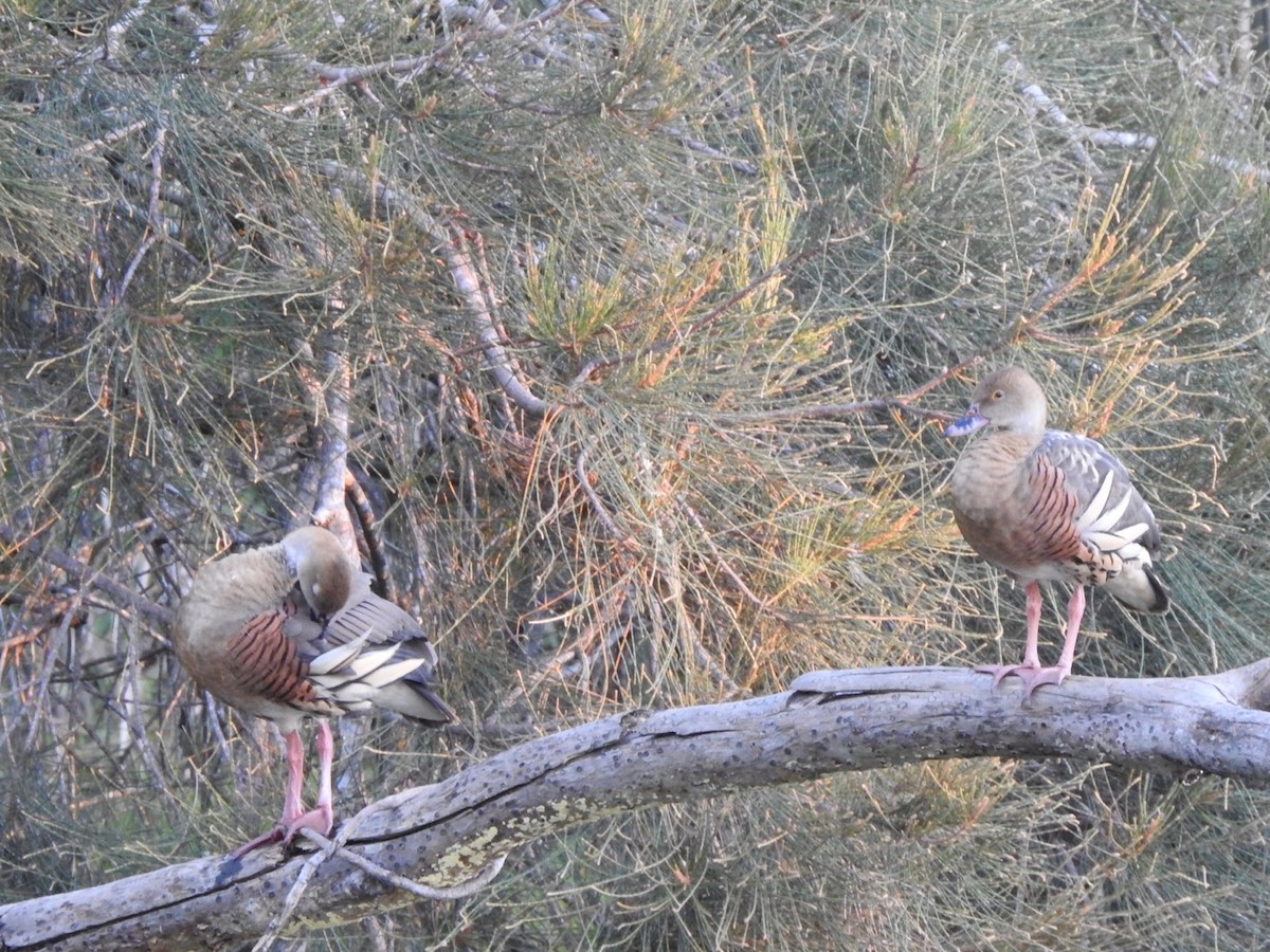 Plumed Whistling-Duck - ML319952531