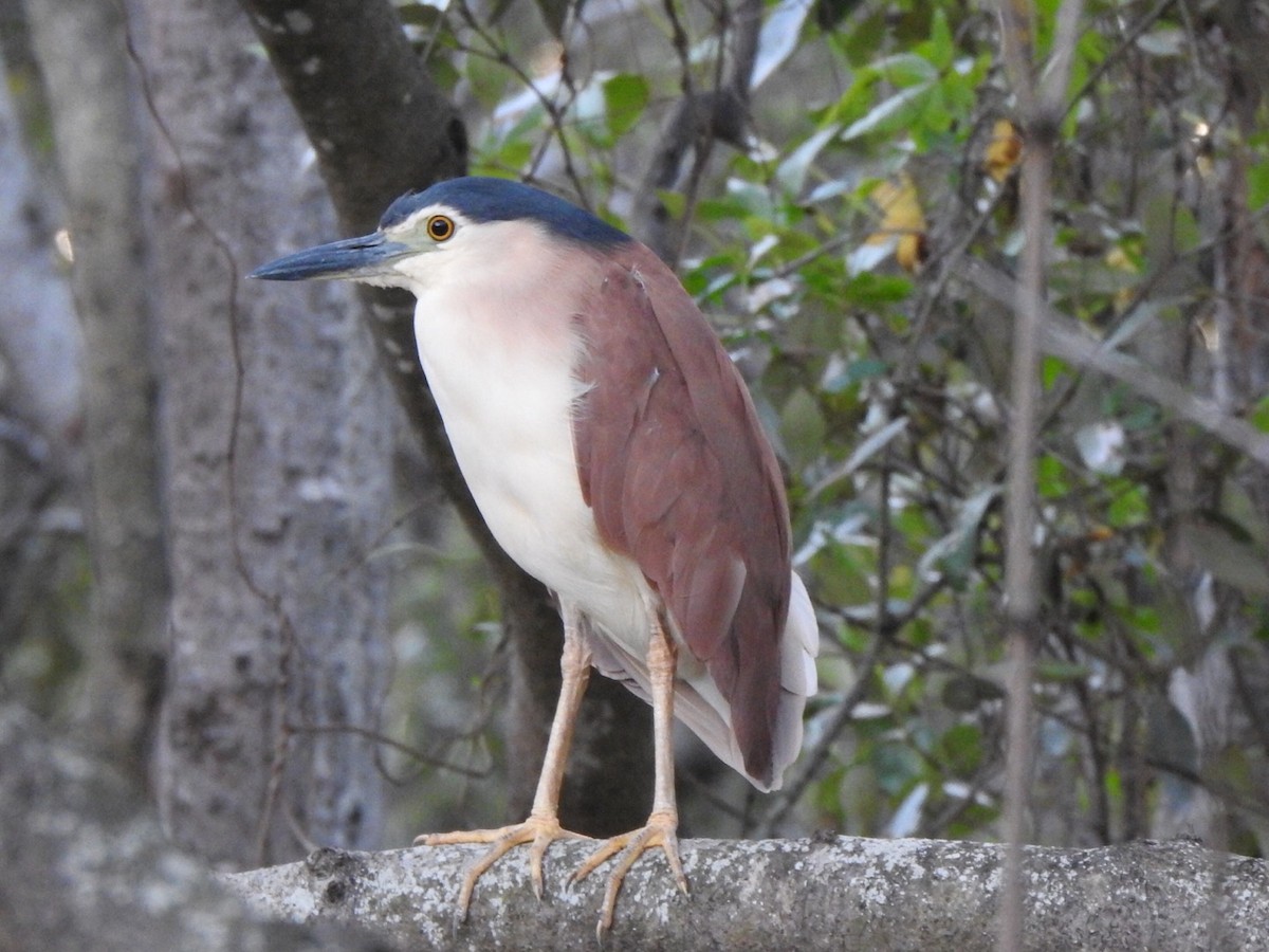 Nankeen Night Heron - ML319952821