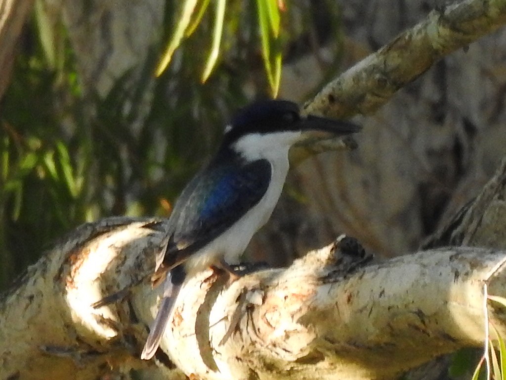 Forest Kingfisher - ML319952951