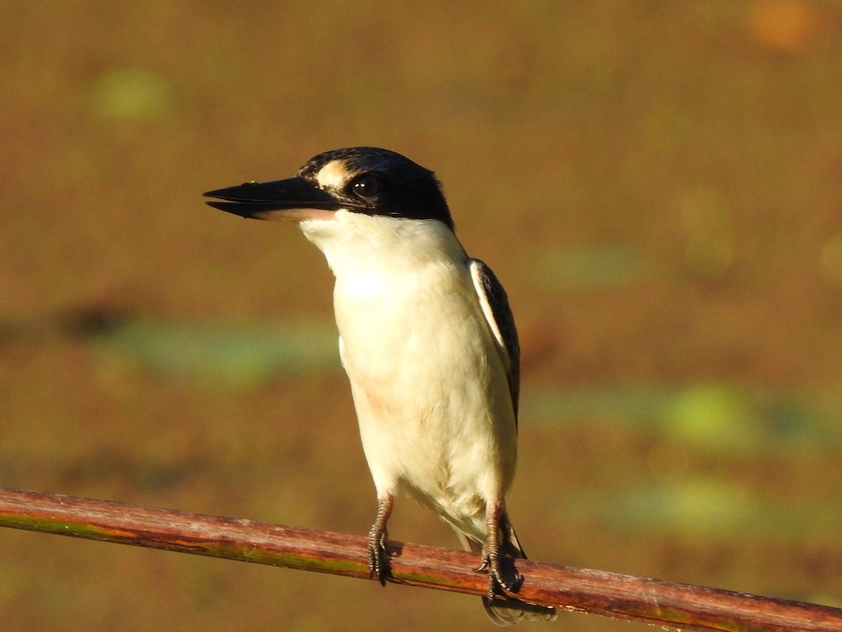 Forest Kingfisher - ML319952961