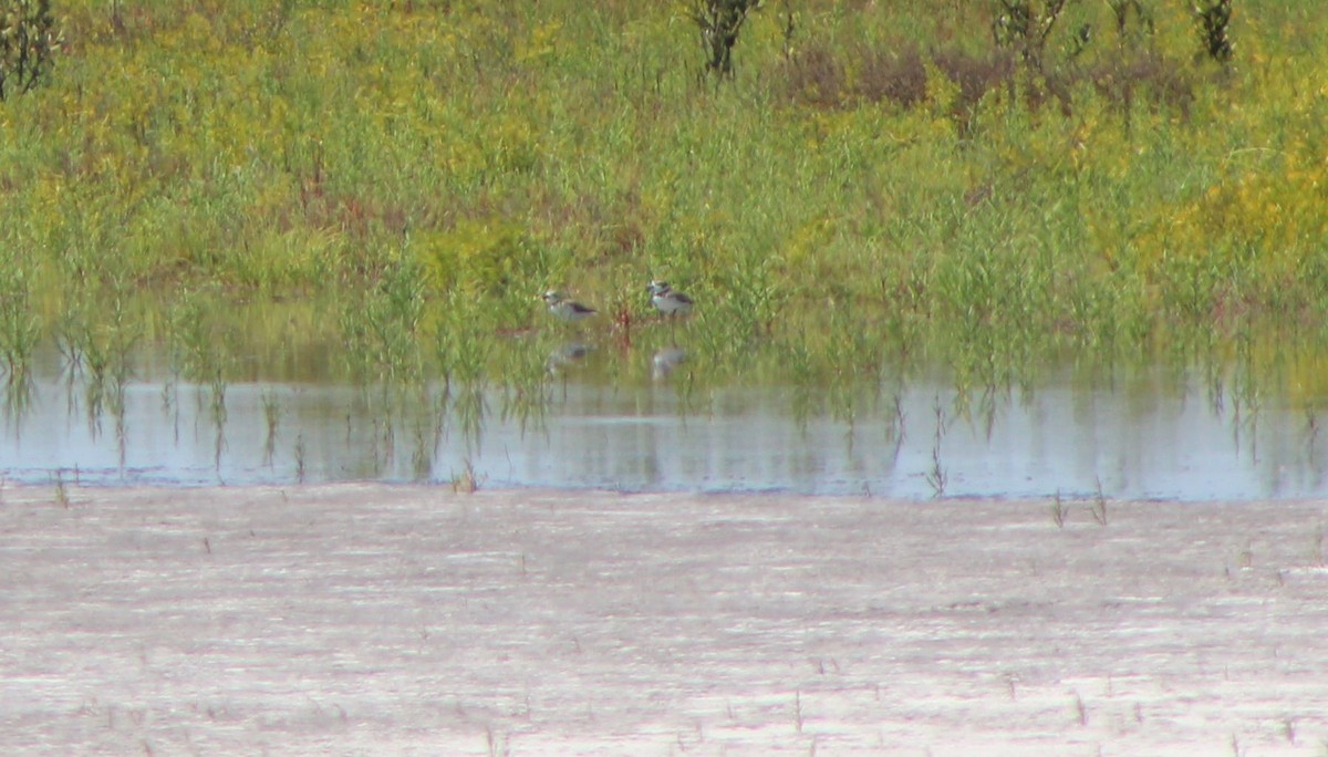 Wilson's Plover - Jessica Majors