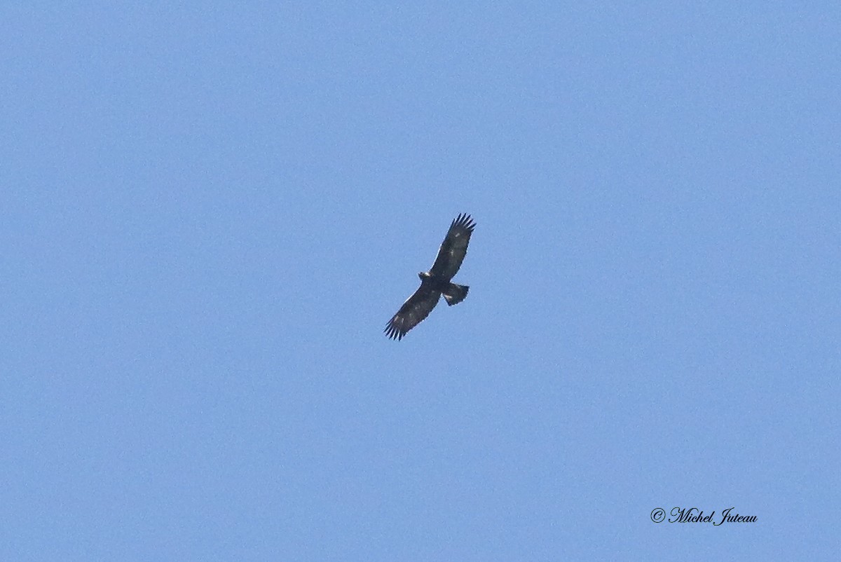 Цармын бүргэд - ML319955641