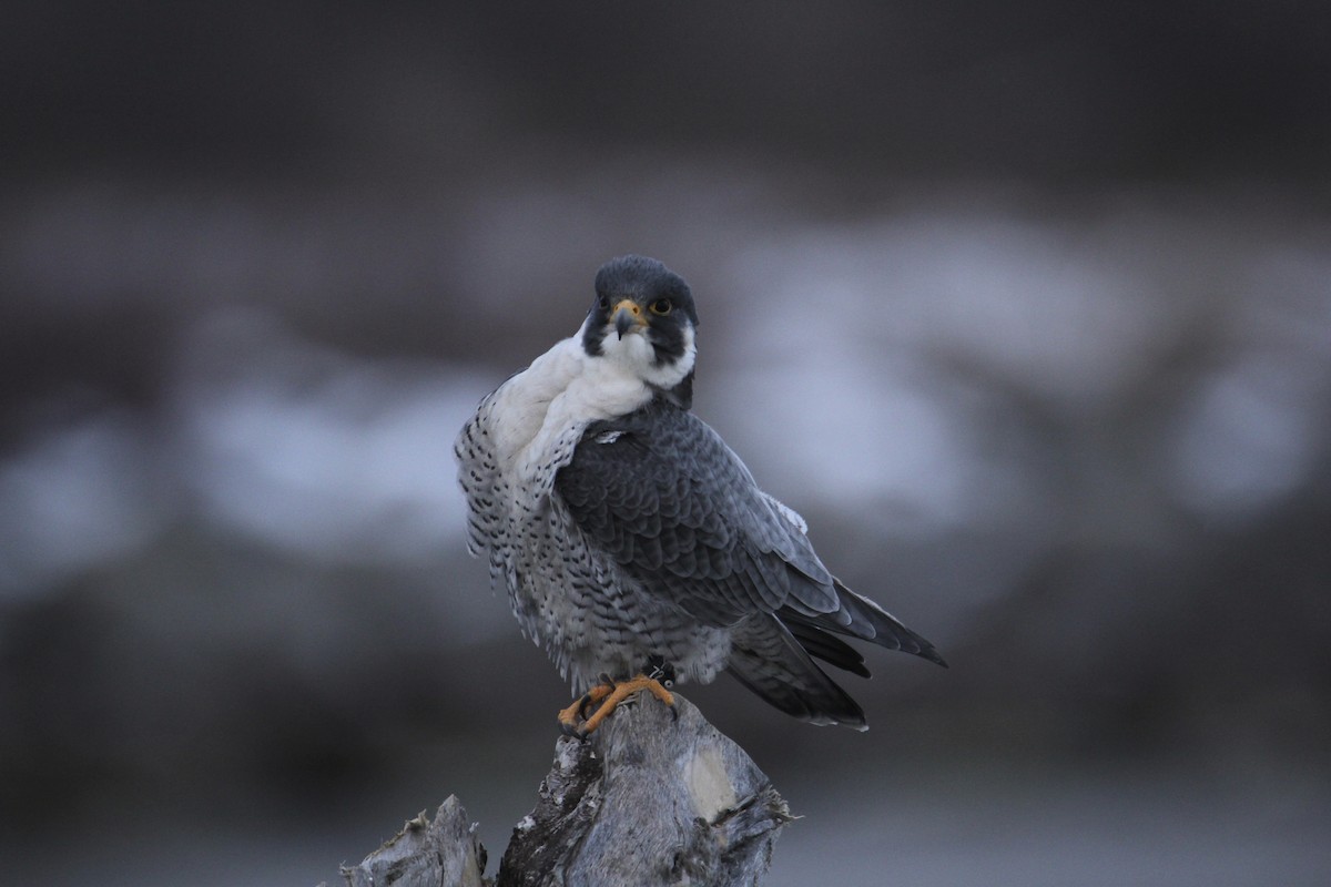 Peregrine Falcon - ML319955681