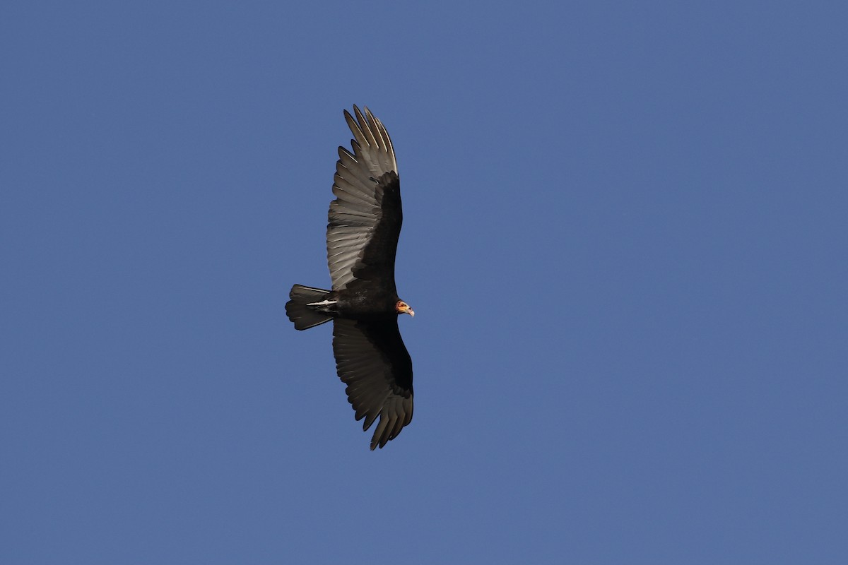 Lesser Yellow-headed Vulture - ML319958631