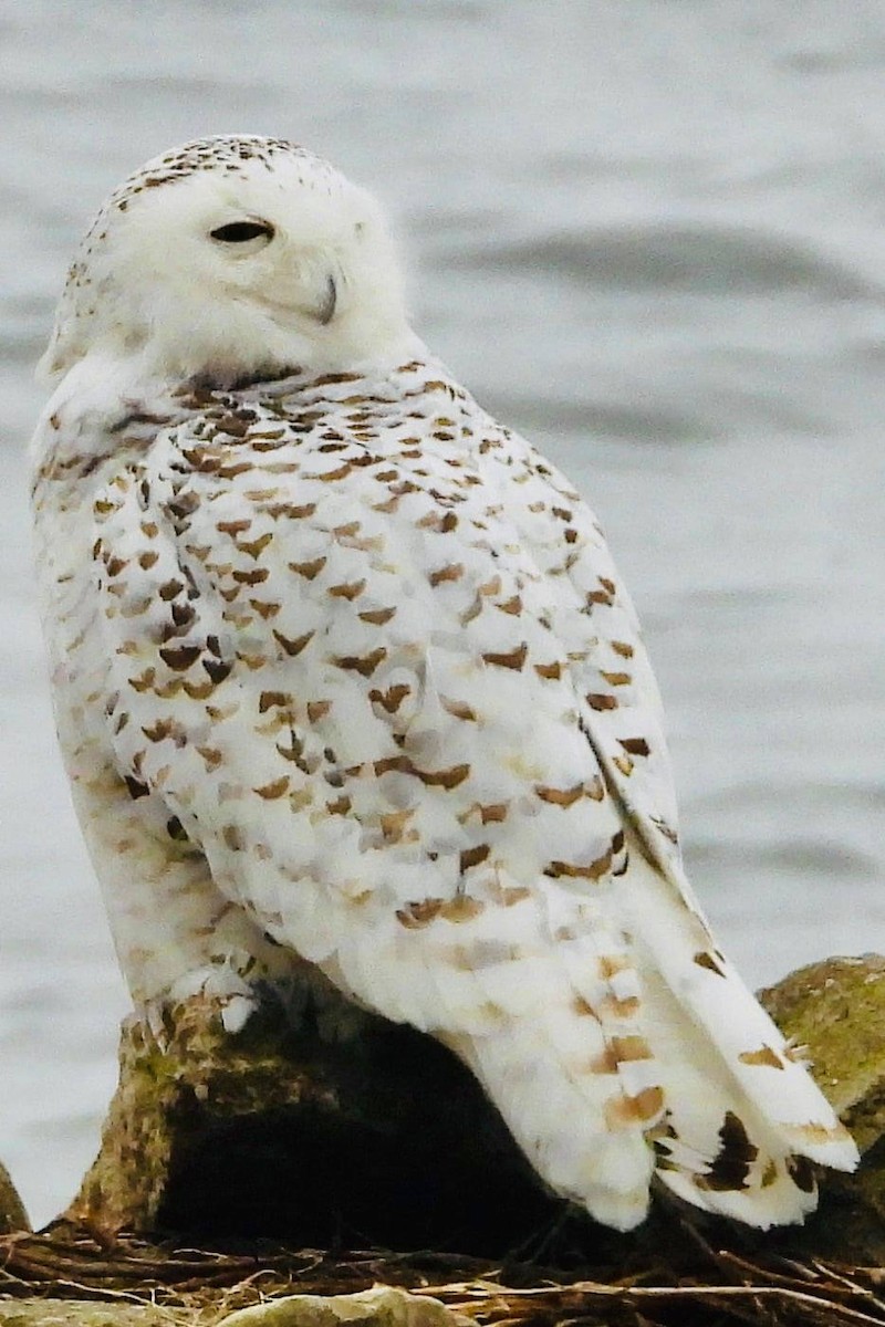 Snowy Owl - ML319958881