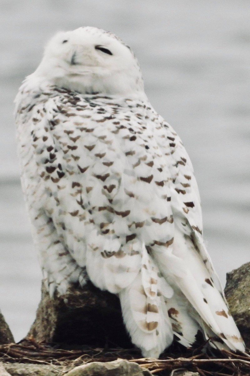 Snowy Owl - ML319958891