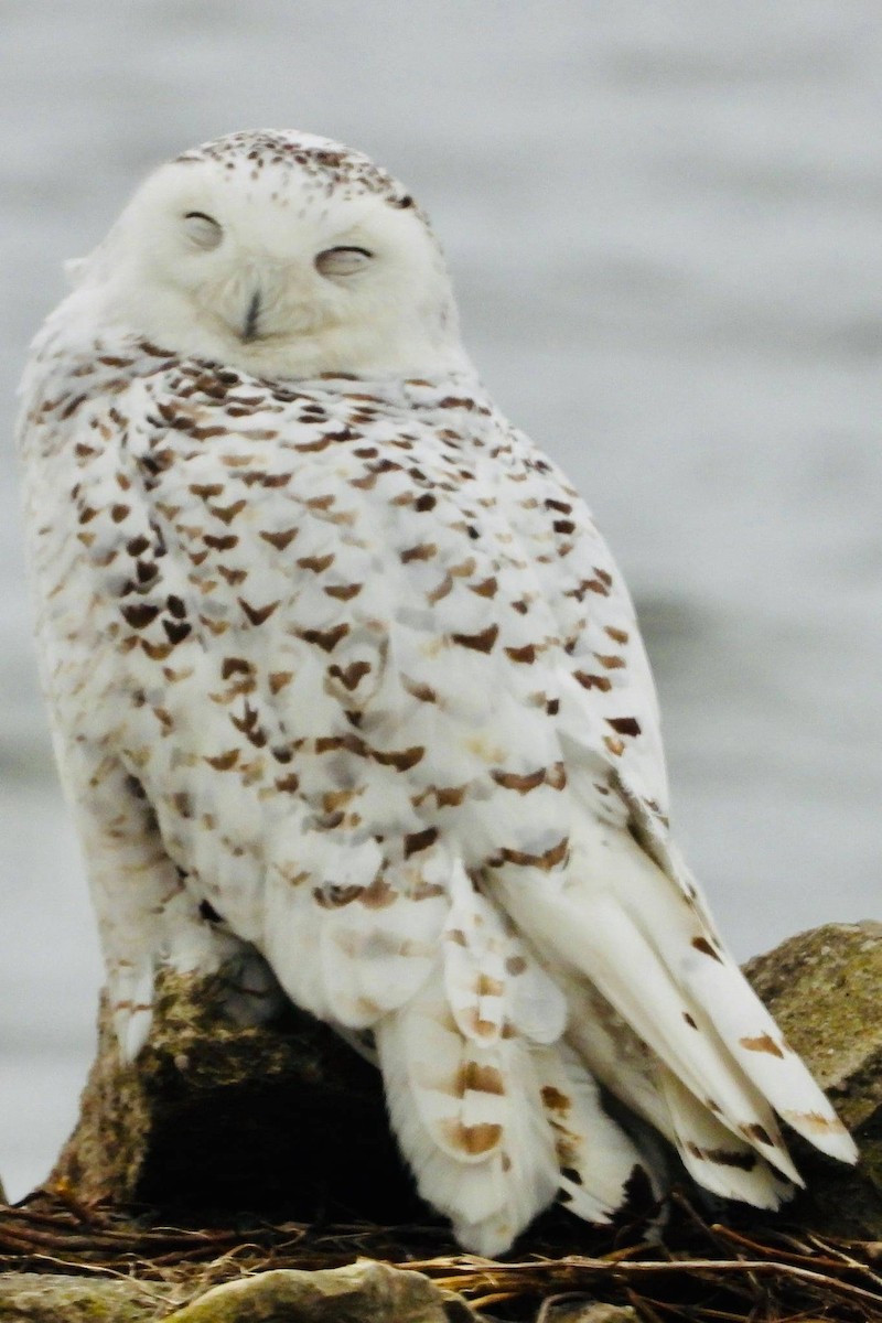 Snowy Owl - ML319958901