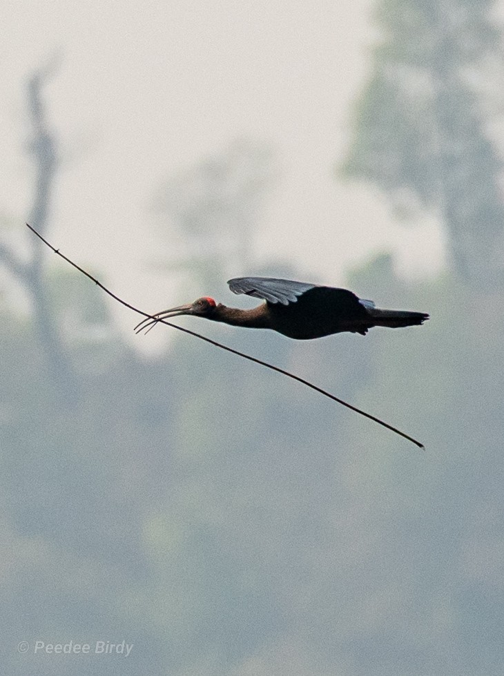 Red-naped Ibis - ML319959361