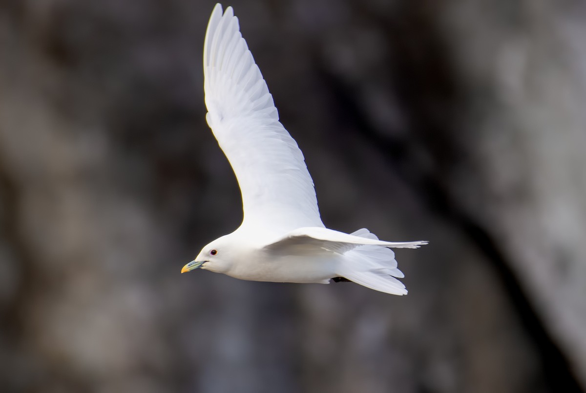 Белая чайка - ML319959441