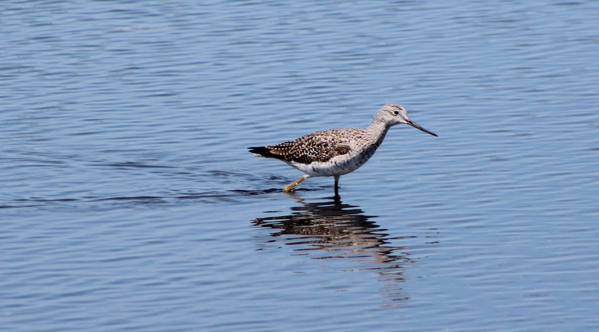 Greater Yellowlegs - ML319959521