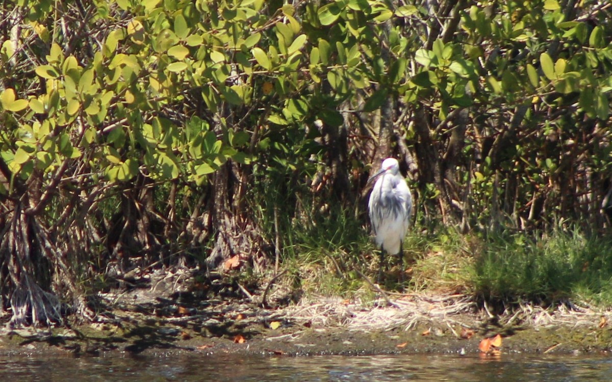 Tricolored Heron x Snowy Egret (hybrid) - ML319959611