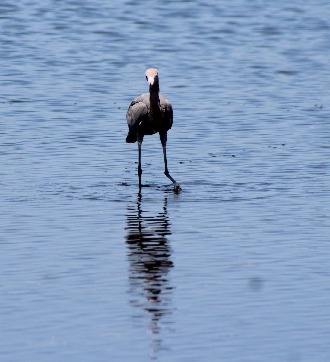 Reddish Egret - ML319959621