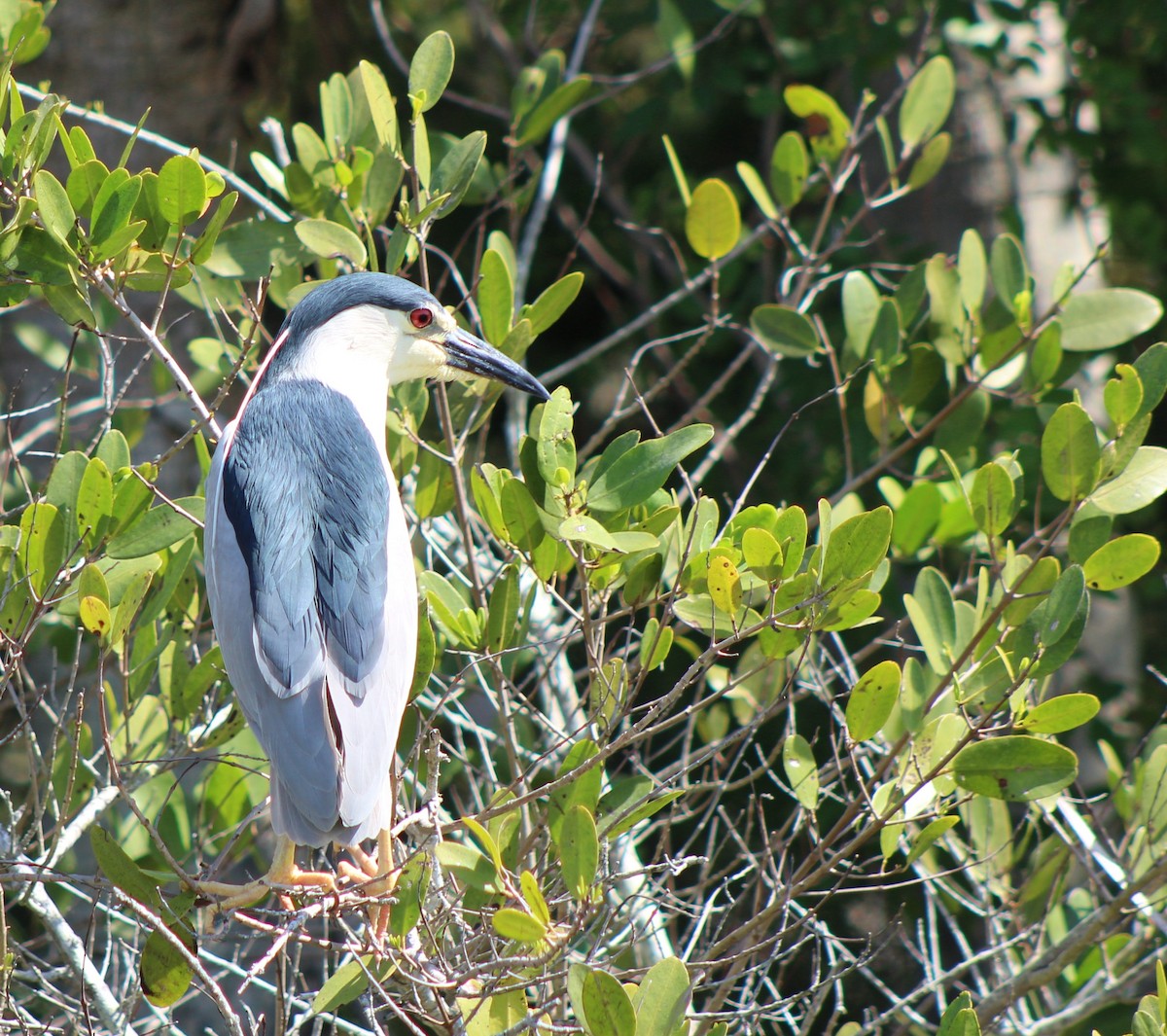 Black-crowned Night Heron - ML319959641