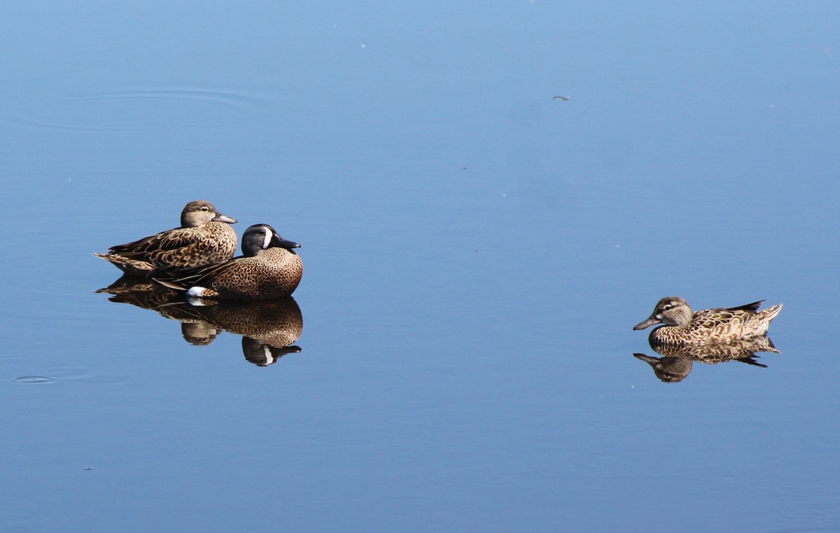 Blue-winged Teal - ML319959701