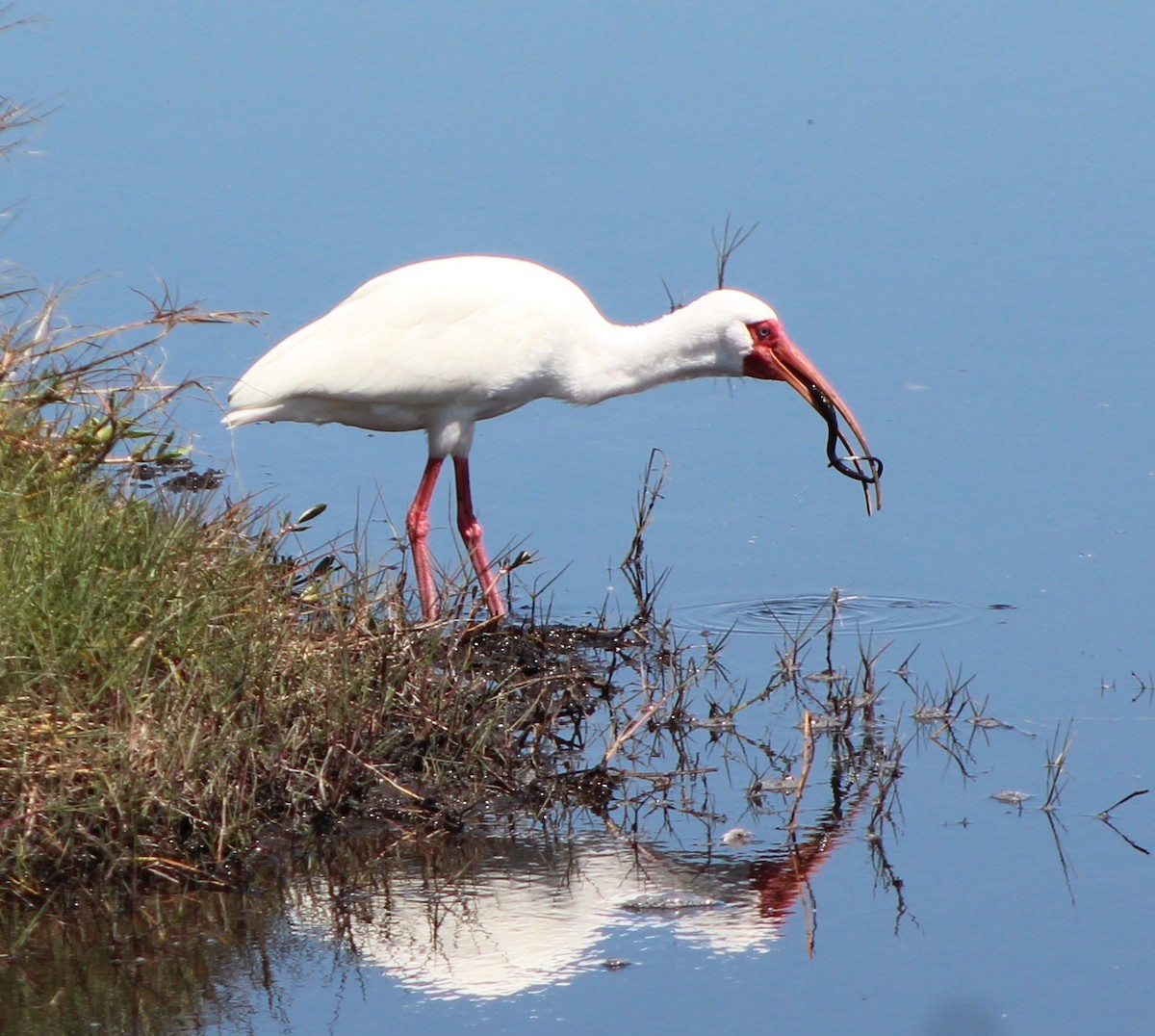 Ibis blanc - ML319959711