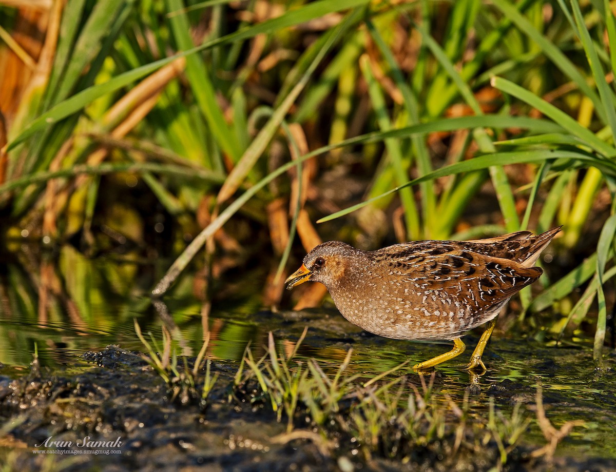 Spotted Crake - ML319960661