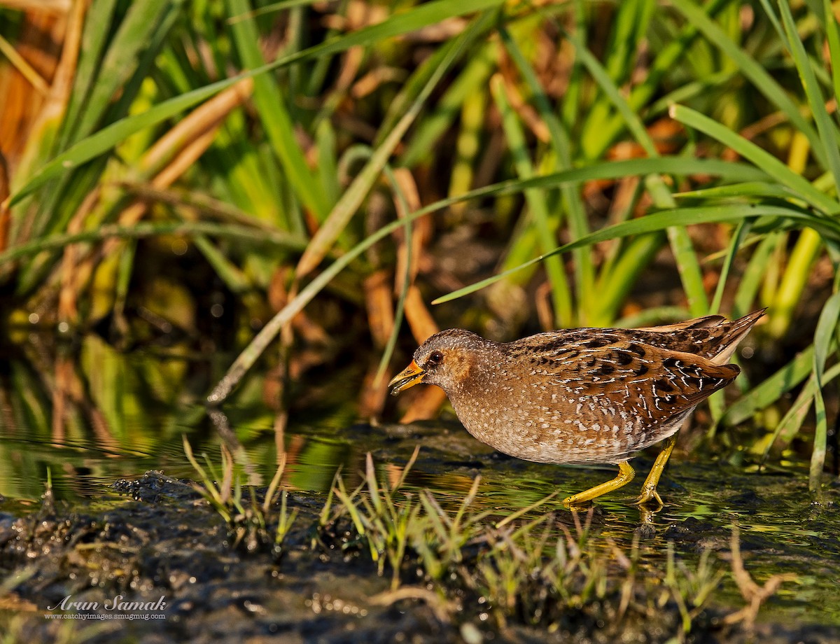 Spotted Crake - Arun Samak